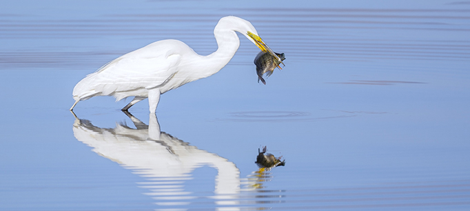 Remaking the Salton Sea