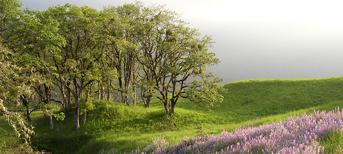 Ecosystems Need Groundwater Too