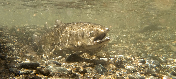 Remaking Flood Management to Support Salmon