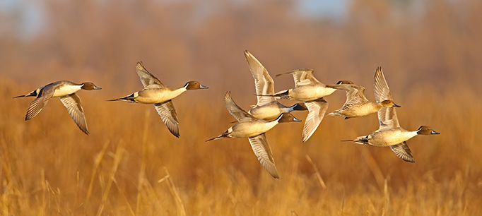 Northern Pintail (Anas acuta) by GaryKramer.net