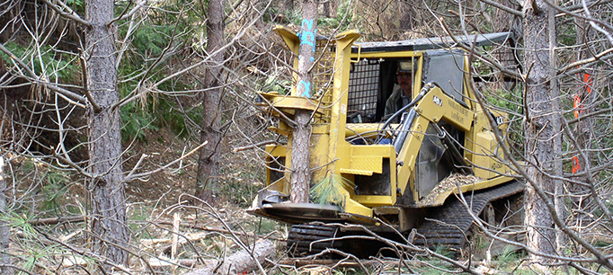 mechanical forest thinning