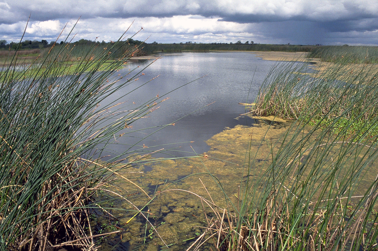 Photo of Delta waterways and tall grass
